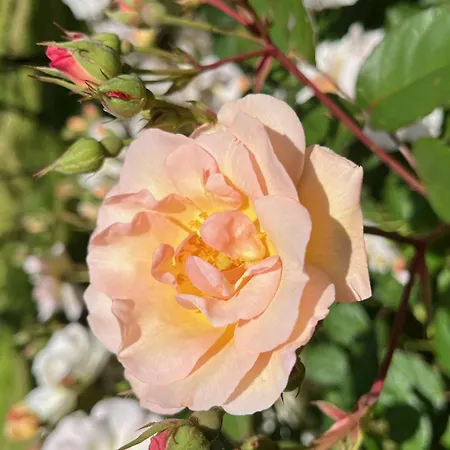 Quinta Da Mata De Baixo