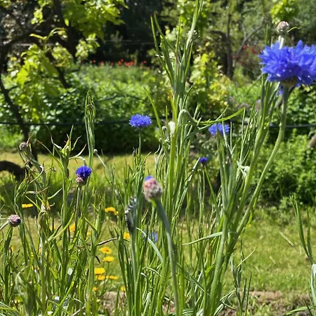 Quinta Da Mata De Baixo