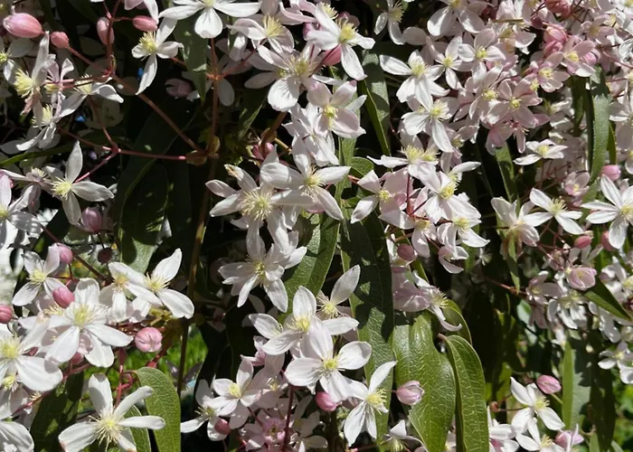 Quinta Da Mata De Baixo Фермерский дом Дорнеш