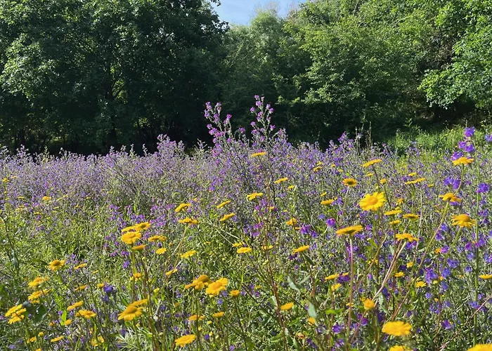 ファームステイ Quinta Da Mata De Baixo